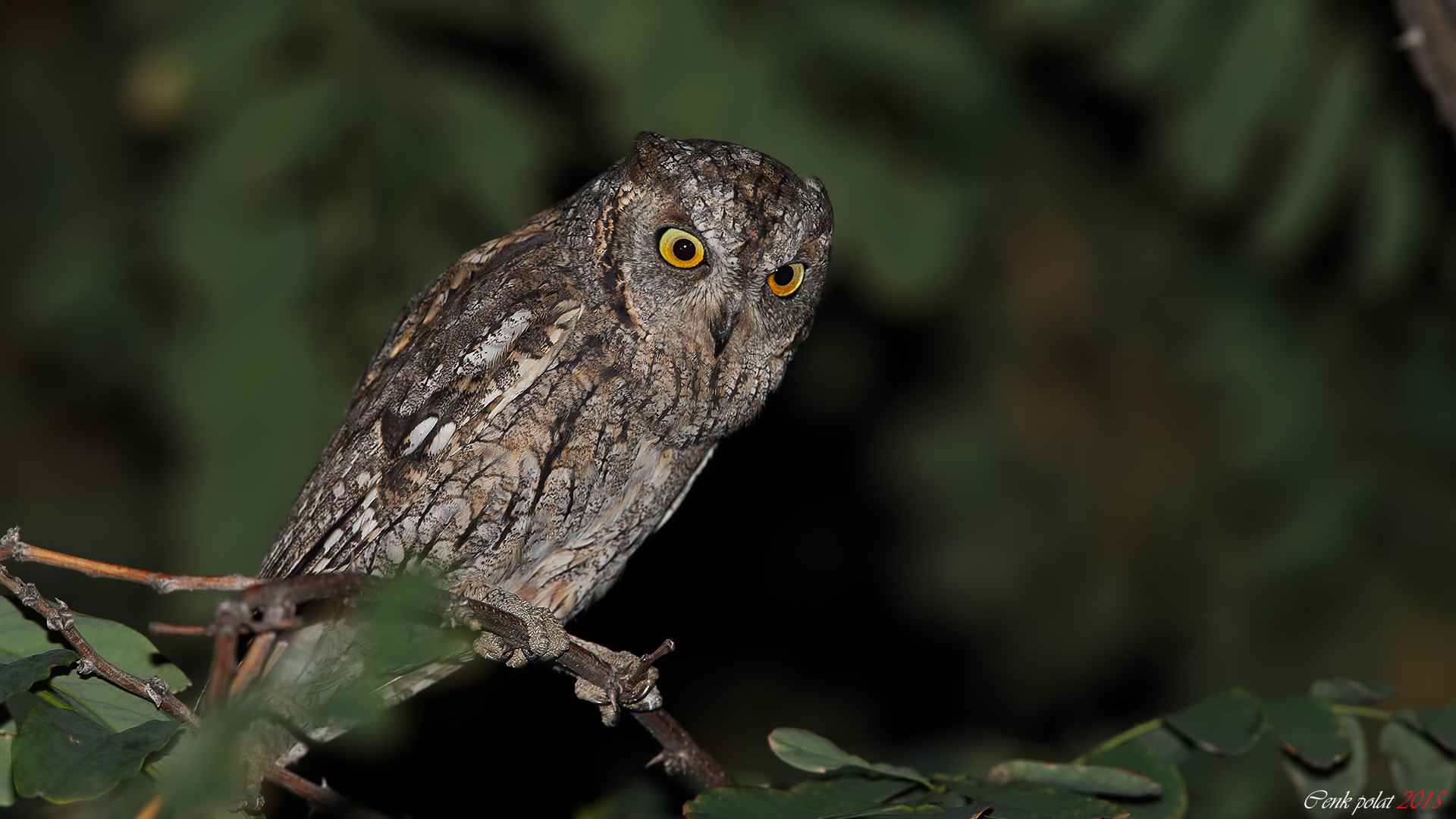 Eurasian Scops-Owl